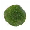 Pole-MOSS-PResrved-MOSS.jpg