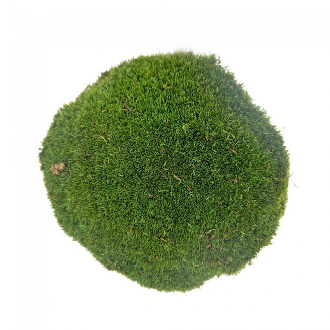Dikey Bahçe 