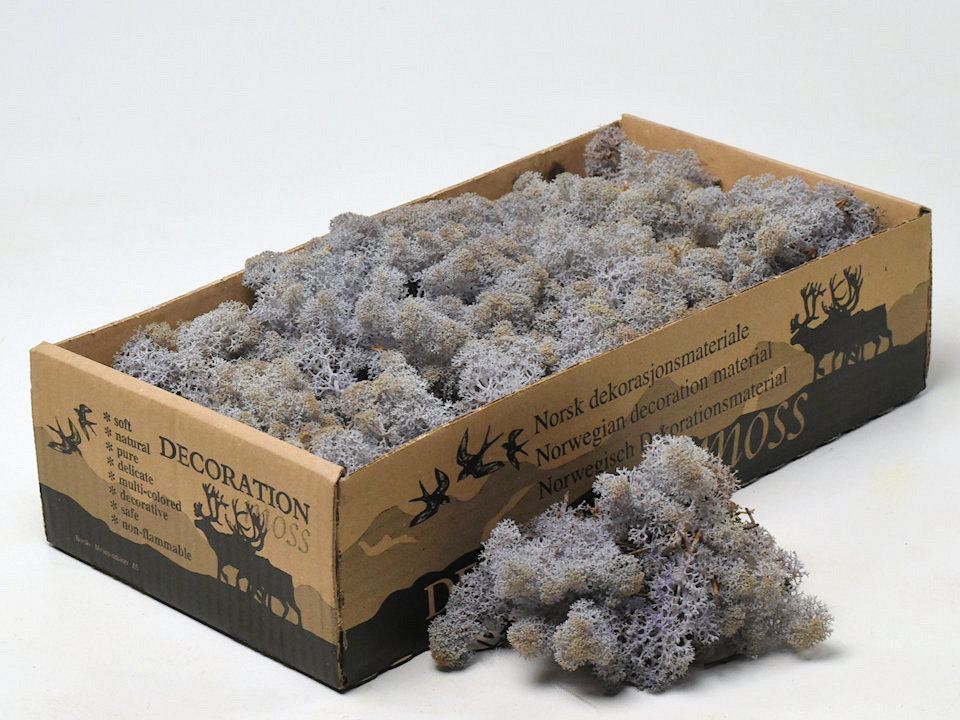 Reindeer Moss Lavender 500 Gr 1 Reindeer Moss Lavender 500 Gr