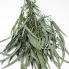 Preserved Nicoli Eucalyptus 5 Dİkey Bahçe Sistemleri