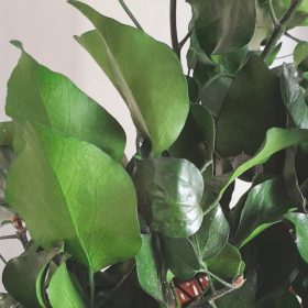 Ivy Stabilized & Green Hedera Preserved 9 Ivy Stabilized - Green Preserved Foliage