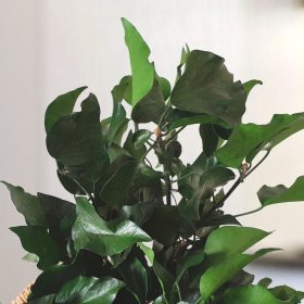 Ivy Stabilized & Green Hedera Preserved 10 Ivy Stabilized - Green Preserved Foliage