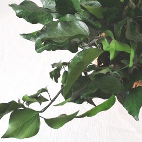 Ivy Stabilized & Green Hedera Preserved 11 Ivy Stabilized - Green Preserved Foliage