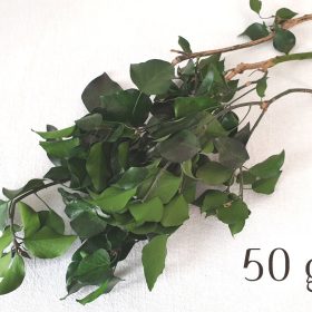 Ivy Stabilized & Green Hedera Preserved 12 Ivy Stabilized - Green Preserved Foliage