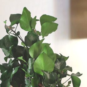 Ivy Stabilized & Green Hedera Preserved 13 Ivy Stabilized - Green Preserved Foliage