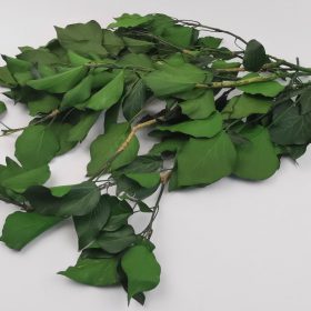 Ivy Stabilized & Green Hedera Preserved 15 Ivy Stabilized - Green Preserved Foliage