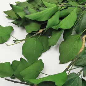 Ivy Stabilized & Green Hedera Preserved 14 Ivy Stabilized - Green Preserved Foliage