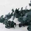 Eucalyptus Cinerea Preserved Green 4 Dİkey Bahçe Sistemleri