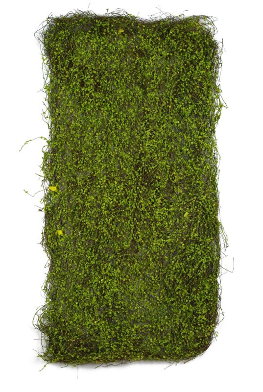 Dikey Bahçe 