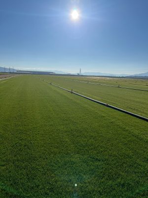 Dİkey Bahçe Sistemleri