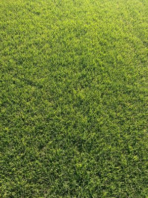 Dİkey Bahçe Sistemleri