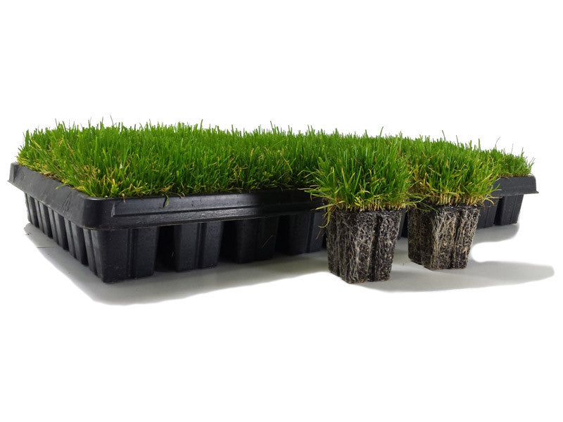 Zoysia Çim 2025 Bakım Önerileri Zoysia Fiyatları 5 Dİkey Bahçe Sistemleri