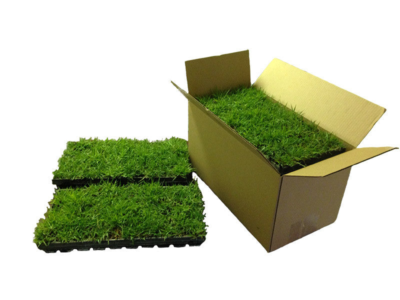 Zoysia Çim 2025 Bakım Önerileri Zoysia Fiyatları 4 Dİkey Bahçe Sistemleri