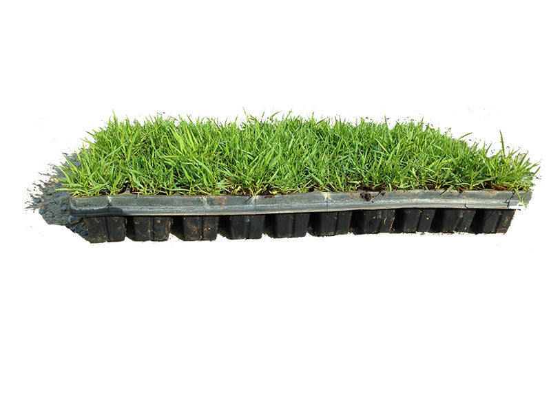 Zoysia Çim 2025 Bakım Önerileri Zoysia Fiyatları 3 Dİkey Bahçe Sistemleri